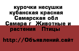 курочки несушки кубанская красная - Самарская обл., Самара г. Животные и растения » Птицы   